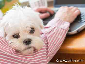 Work from home? Things I wish someone had told me before I started