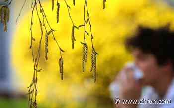 Houston ranked No. 1 for highest pollen counts in the country