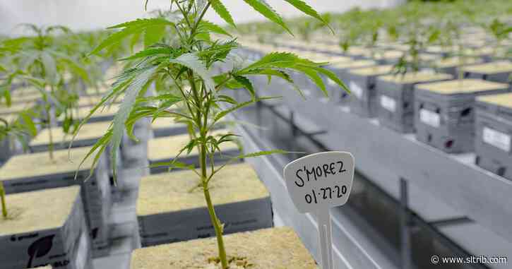 Utah’s cannabis czar is leaving his job