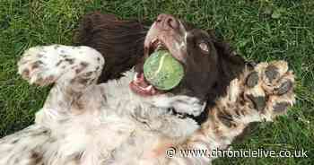 County Durham teenager shortlisted for national RSPCA photography competition