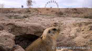 Feds ban use of strychnine to kill gophers