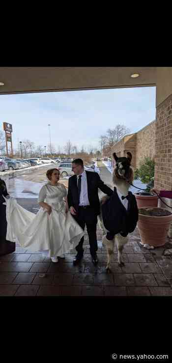 College student brings llama in tuxedo to his sister's wedding, keeping years-old promise