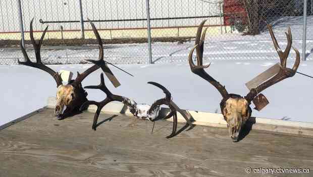 Alberta man handed $25K fine following illegal hunting trip with 3 Americans