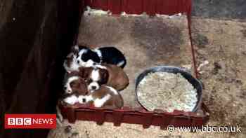Welsh puppy farm regulations to be toughened after exposé