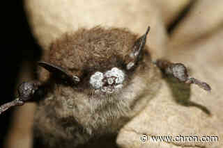 First case of white-nose syndrome, deadly to bats, confirmed in Texas