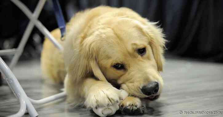 Bailey, Elizabeth Warren's very good dog, stole and ate a burrito