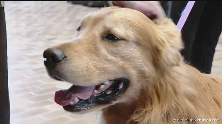 Daniel, The Golden Retriever Who Shined At Westminster Show, Receives Proclamation From Westmoreland Co.