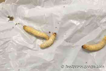 Scientists Found a Caterpillar That Eats Plastic. Could It Help Solve our Plastic Crisis?