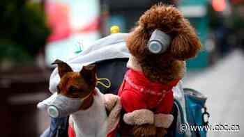 A dog tested positive for coronavirus. Should pets be quarantined?