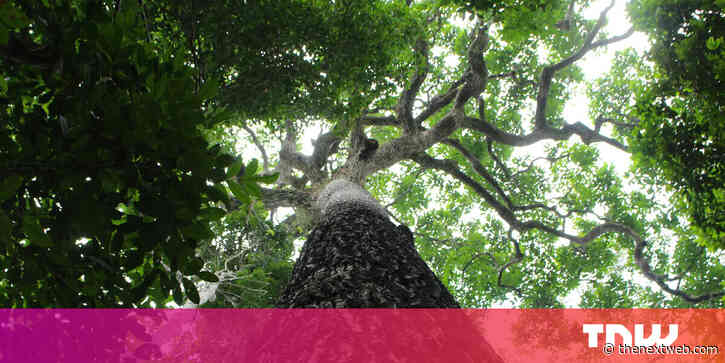 Amazon trees are actually organic time capsules for human history