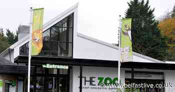 Belfast Zoo's future unanimously agreed as council pledges support after weeks of speculation - Belfast Live