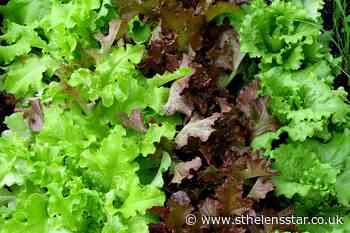 Lettuce grown in space safe and nutritious, say astronauts - St Helens Star