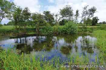 Restoring farmland ponds supports declining bird species – study - St Helens Star