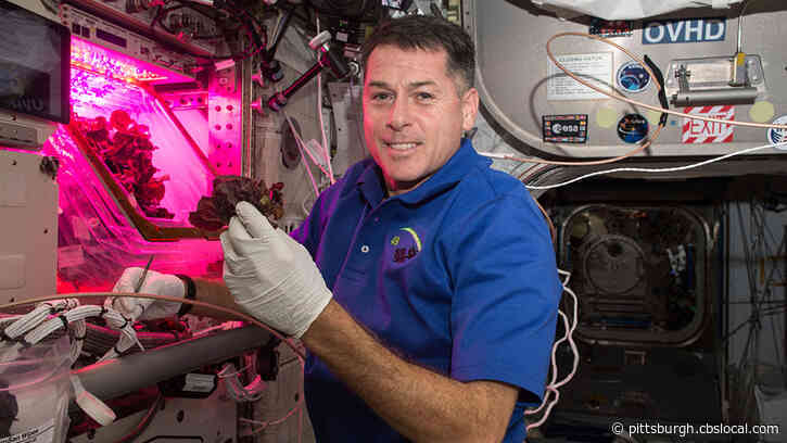 Study: Lettuce Grown In Outer Space Safe To Eat & Delicious