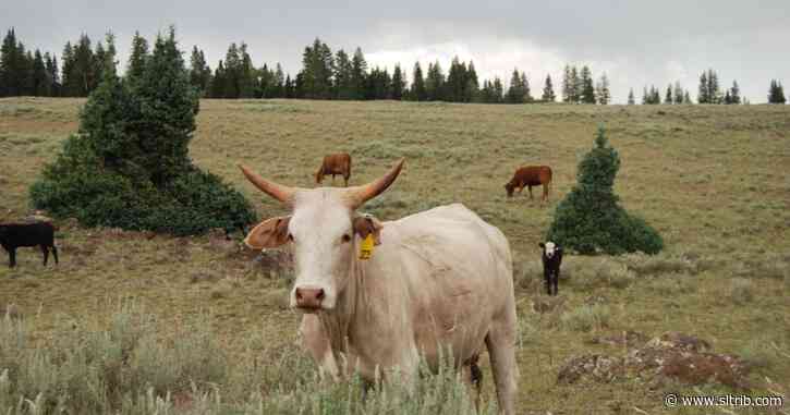 Grace Kuhn: Paying the price for livestock grazing on public lands