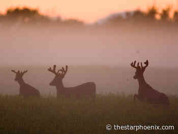 Letter of the Day: Treaty, Métis hunters harassed
