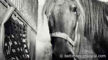 10 Sick Horses Rescued By Woodbine Farm