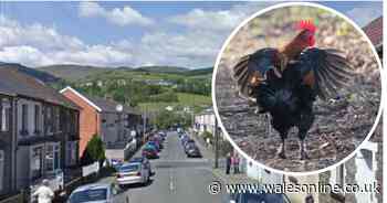 Cockerel owner hit with fine after his birds keep waking everyone up at around 4am