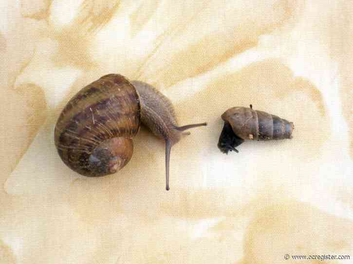 Master Gardener: Protecting squash and cucumbers from slugs and snails