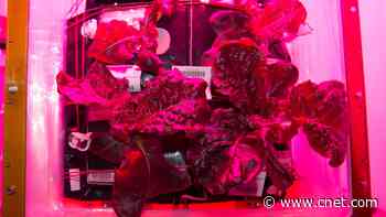 Lettuce grown on the space station is safe to eat, scientists say     - CNET