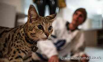Justin Bieber's missing Savannah cat Sushi was found looking 'extremely skinny' after running away