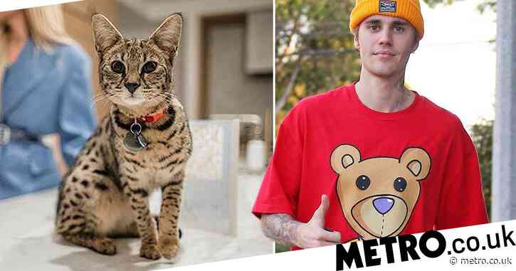 Justin Bieber’s cat Sushi found after missing for weeks and he’s over the moon