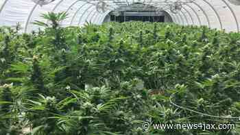 Florida House passes THC limit for medical marijuana - WJXT News4JAX
