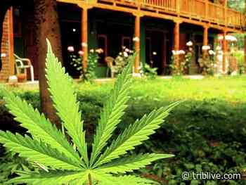 Attorneys differ over firing of PWSA worker who used medical pot - TribLIVE