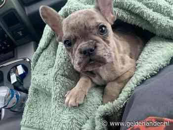 Beschuldigde fokker diep bedroefd na storm van kritiek: ‘Dit was niet met opzet, ik hou van honden’