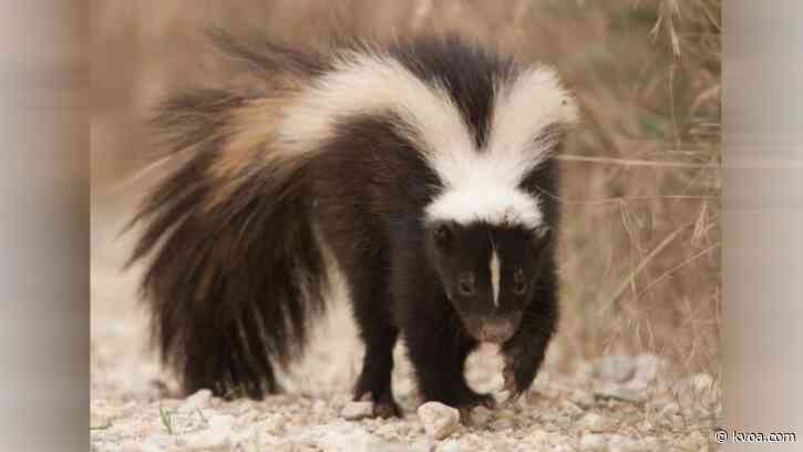 Animal bites reported in Sabino Canyon, Santa Ritas