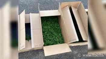 Mud flap infraction leads to seizure of 747 cannabis plants