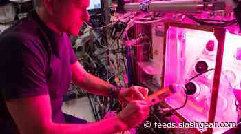 Space veggies may be healthy, but watering them is tricky