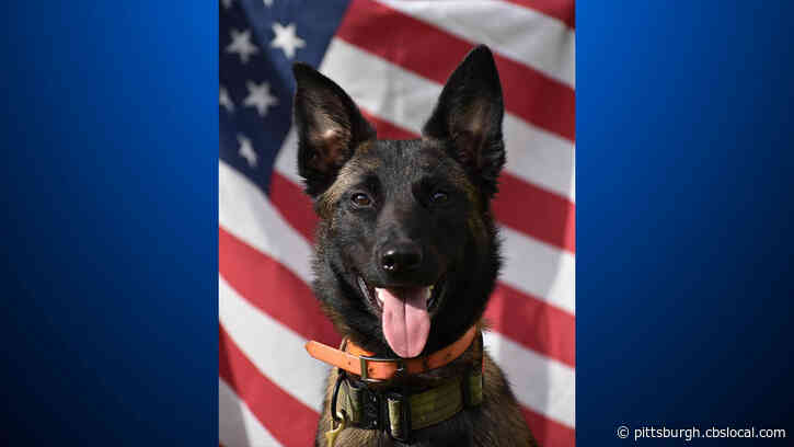 Aliquippa Police K9 Stella To Get Donation Of Body Armor