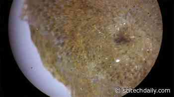 First Scientific Evidence of a Potentially Invasive Species to Reach Antarctica – Here’s How It Got There