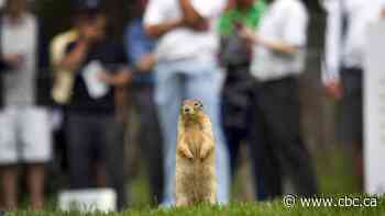 Health Canada to ban use of strychnine to kill prairie gophers