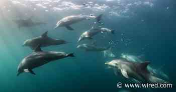 Dolphins Are Still Accidental Casualties of Tuna Fishing