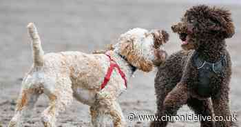 UK's top 10 most popular dog breeds - See if your pet is on the list