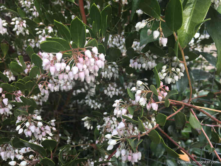 Gardening: How to combat plant disease using biology and technology