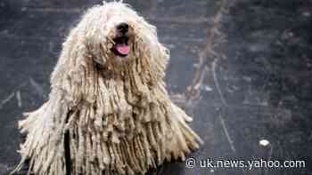 In Pictures: Paws for thought on day three of the Crufts Dog Show