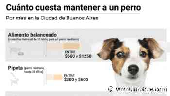 Cuánto cuesta mantener un perro en la Ciudad de Buenos Aires - infobae