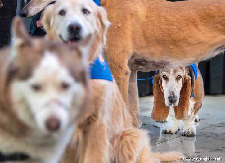 What you need to know about coronavirus and pets