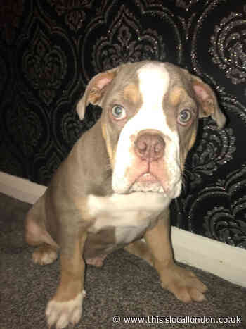 Man, 33, charged over knifepoint robbery of Spot the puppy