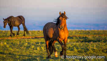 Humans Domesticated Horses — New Tech Could Help Archaeologists Figure Out Where and When