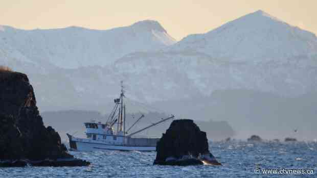 Gulf of Alaska cod losing sustainability certification label