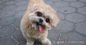 Marnie, Shih Tzu Who Charmed Instagram With Her Lolling Tongue, Dies at 18