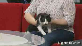 Adopt a Pet with SCARS: Theo, Cuddles and Flower