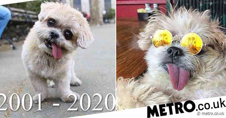 Internet icon Marnie the dog dies aged 18 ‘painlessly and peacefully’