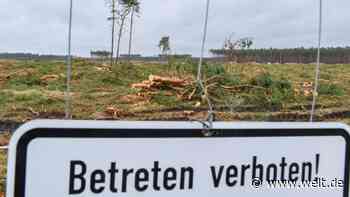 So lockte Brandenburg Tesla nach Grünheide