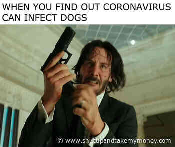 When You Find Out Coronavirus Can Infect Dogs John Wick Meme