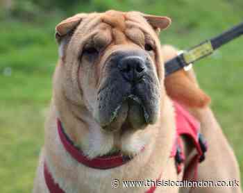 New home sought for dog that was dumped at the groomers